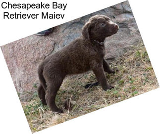 Chesapeake Bay Retriever Maiev