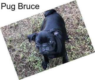 Pug Bruce