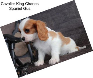 Cavalier King Charles Spaniel Gus