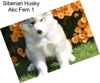Siberian Husky Akc Fem 1