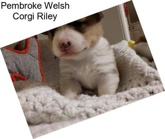Pembroke Welsh Corgi Riley