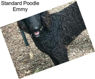 Standard Poodle Emmy