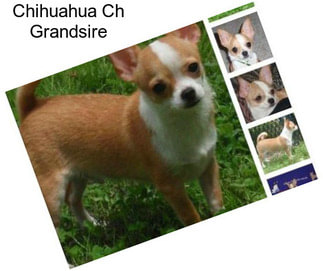 Chihuahua Ch Grandsire