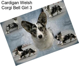 Cardigan Welsh Corgi Bell Girl 3