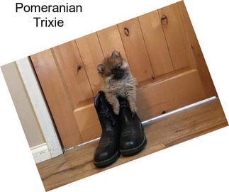 Pomeranian Trixie