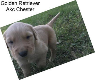 Golden Retriever Akc Chester