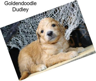 Goldendoodle Dudley