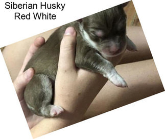 Siberian Husky Red White