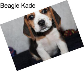 Beagle Kade