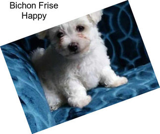 Bichon Frise Happy