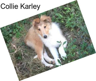 Collie Karley