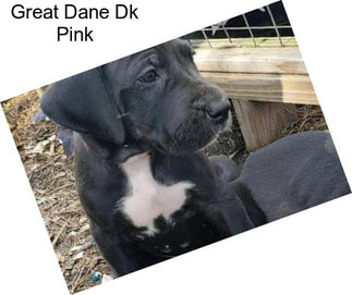 Great Dane Dk Pink