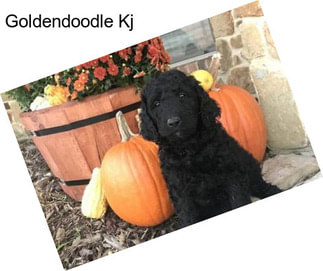 Goldendoodle Kj