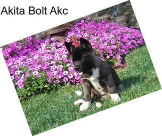 Akita Bolt Akc