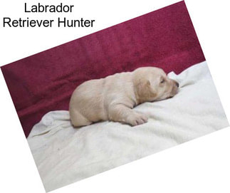 Labrador Retriever Hunter