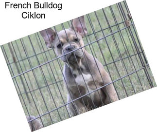 French Bulldog Ciklon