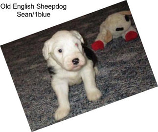 Old English Sheepdog Sean/1blue