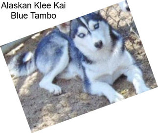 Alaskan Klee Kai Blue Tambo