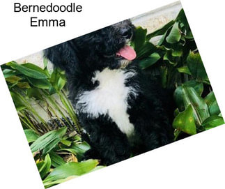 Bernedoodle Emma