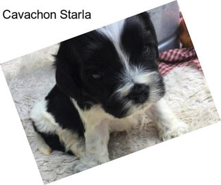 Cavachon Starla