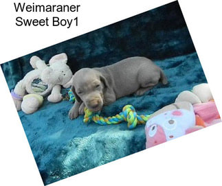 Weimaraner Sweet Boy1