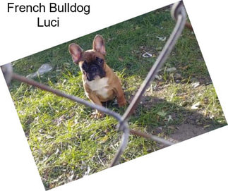 French Bulldog Luci