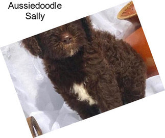 Aussiedoodle Sally