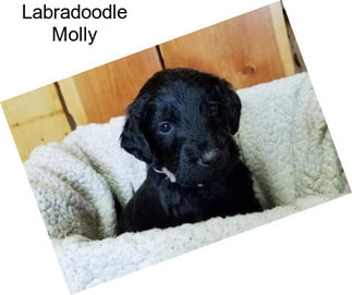 Labradoodle Molly