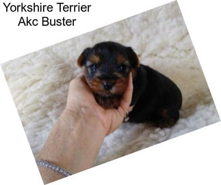 Yorkshire Terrier Akc Buster