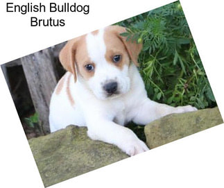 English Bulldog Brutus