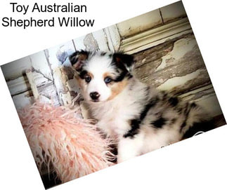 Toy Australian Shepherd Willow