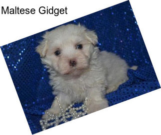 Maltese Gidget