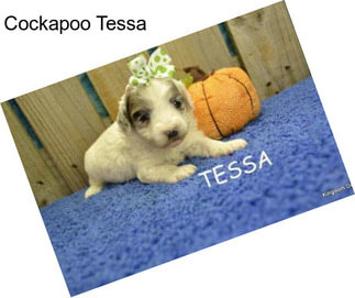 Cockapoo Tessa