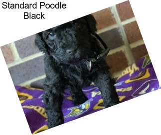 Standard Poodle Black