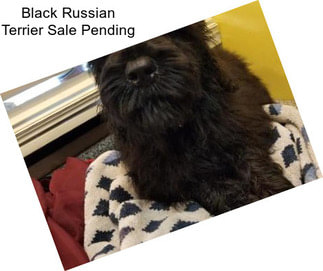 Black Russian Terrier Sale Pending