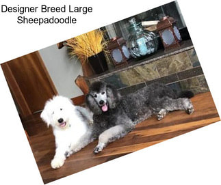 Designer Breed Large Sheepadoodle