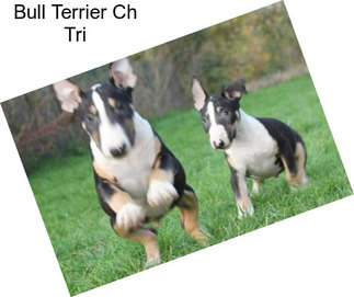 Bull Terrier Ch Tri