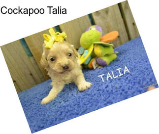 Cockapoo Talia