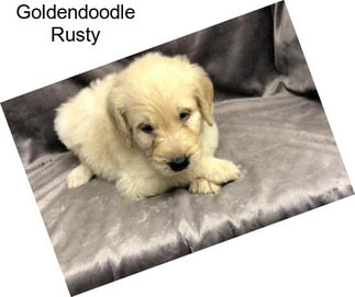 Goldendoodle Rusty