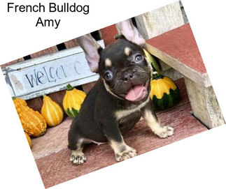 French Bulldog Amy