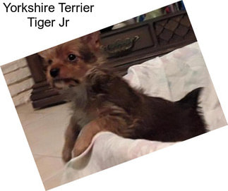 Yorkshire Terrier Tiger Jr