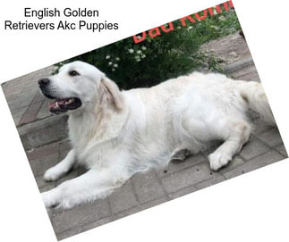 English Golden Retrievers Akc Puppies
