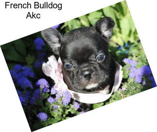 French Bulldog Akc