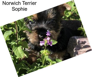 Norwich Terrier Sophie