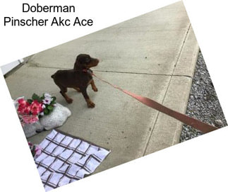 Doberman Pinscher Akc Ace