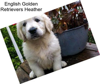 English Golden Retrievers Heather