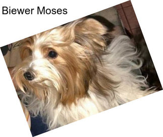 Biewer Moses