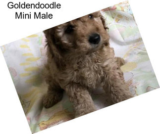 Goldendoodle Mini Male
