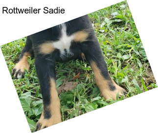 Rottweiler Sadie