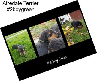 Airedale Terrier #2boygreen